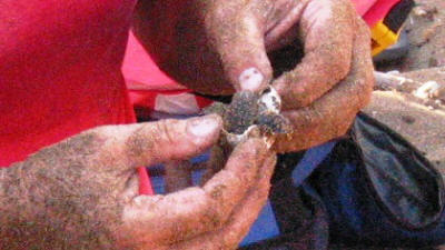 A turtle needing a helping hand to break out of its shell