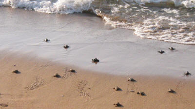 Green turtles rushing for the sea at Alagadi beach, North Cyprus