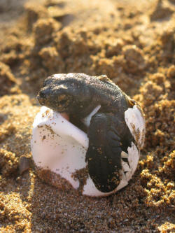 An emerging hatchling