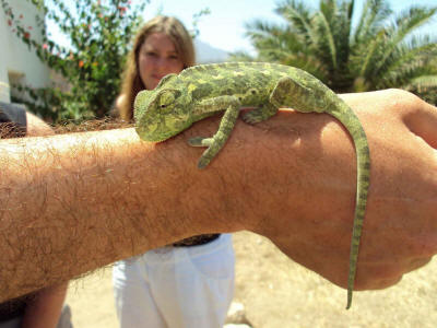 The chameleon from the garden