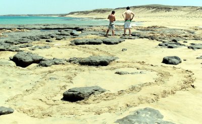 Turtle Tracks at West 1 beach