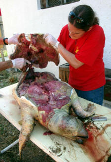 Loggerhead Autopsy