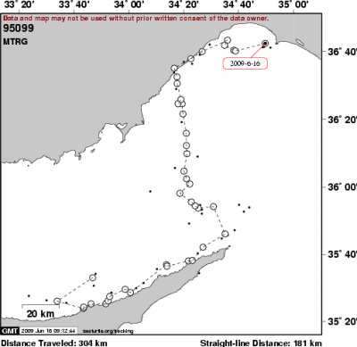 Male turtle wanderings