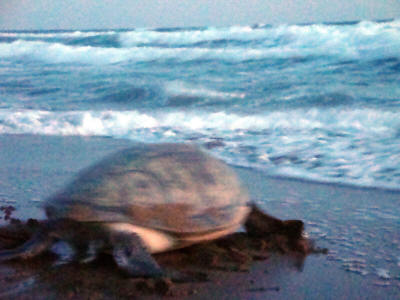 A turtle returns to stormy seas