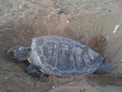 Green turtle laying