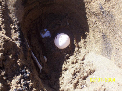 Turtle Eggs at Alagadi Beach, North Cyprus