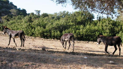 Wild donkeys in the Karpaz National Park