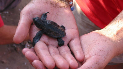 A turtle hatchling newly emerged at Alagadi beach